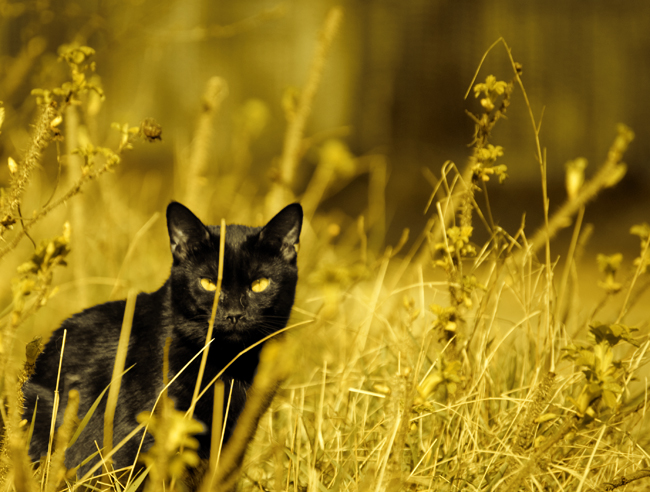 Black cat in golden grass