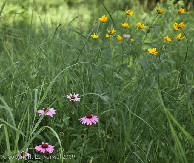 Wildflowers