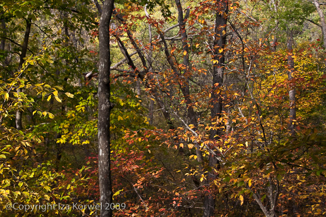 Fall in Ledges