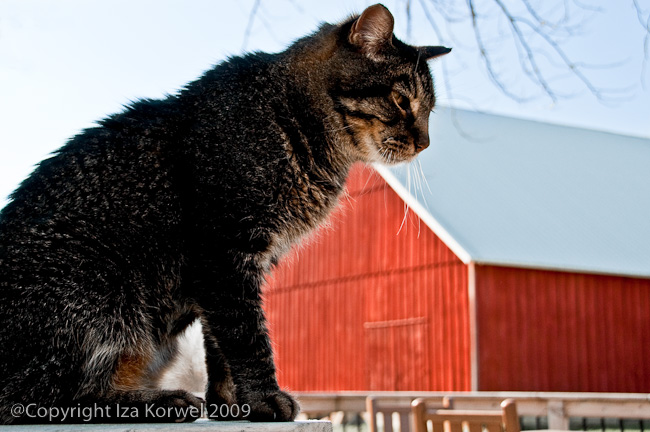 Cat and a red barn