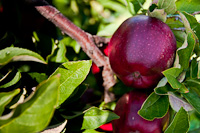 Apples