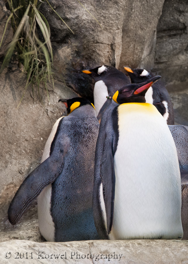 King penguin – Korwel Photography