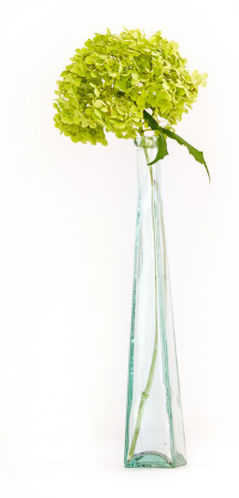 Dried green hortensia (hydrangea) flowers in tall glass vase