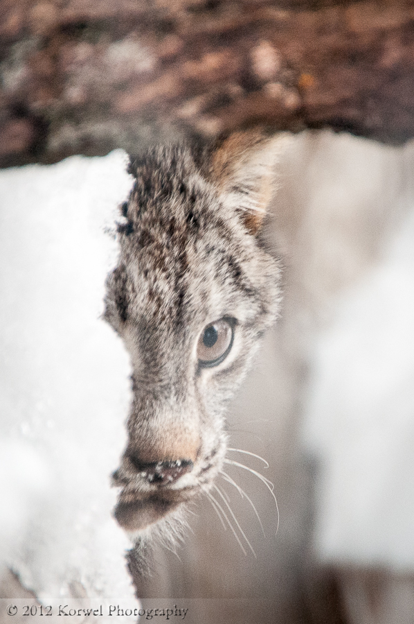 Young Lynx in Ochsner Park zoo, Baraboo, WI (1)