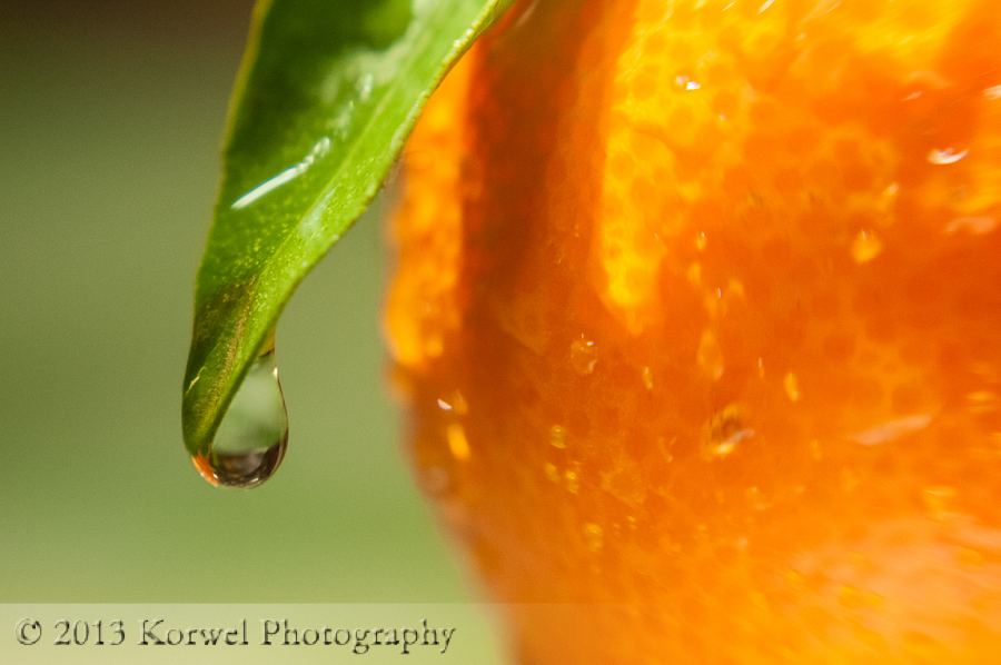 Water drop on an orange leaf