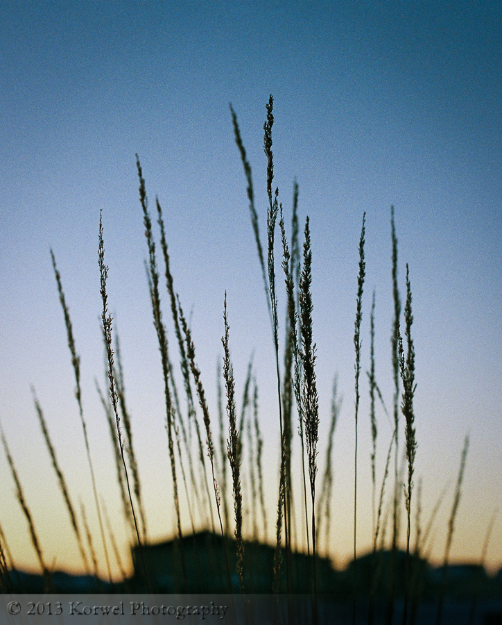 Grass silhouettes at sunset