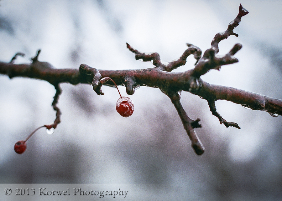 Two red berries