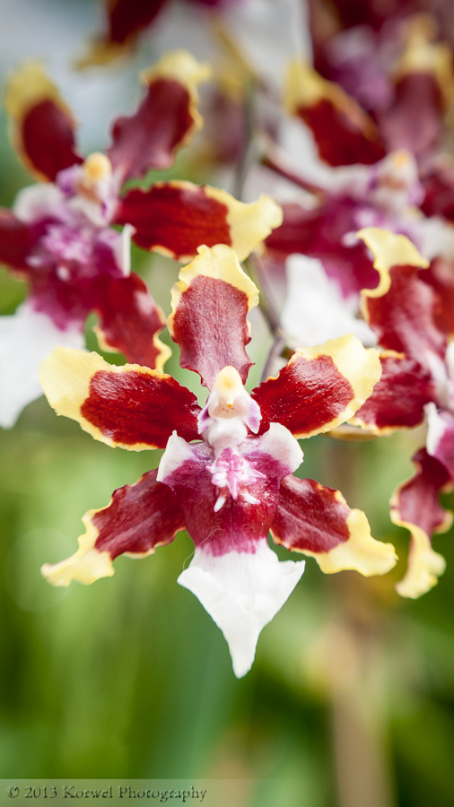 Exotic-orchids-red-yellow-and-white-vertical-panorama