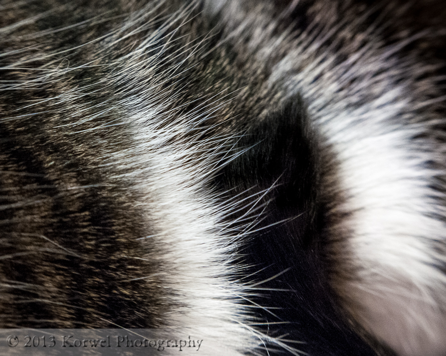 Soft fur of teal cat