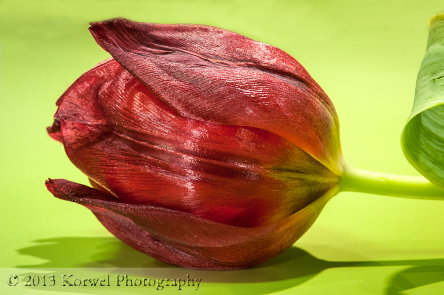 Last portrait of the dying tulip