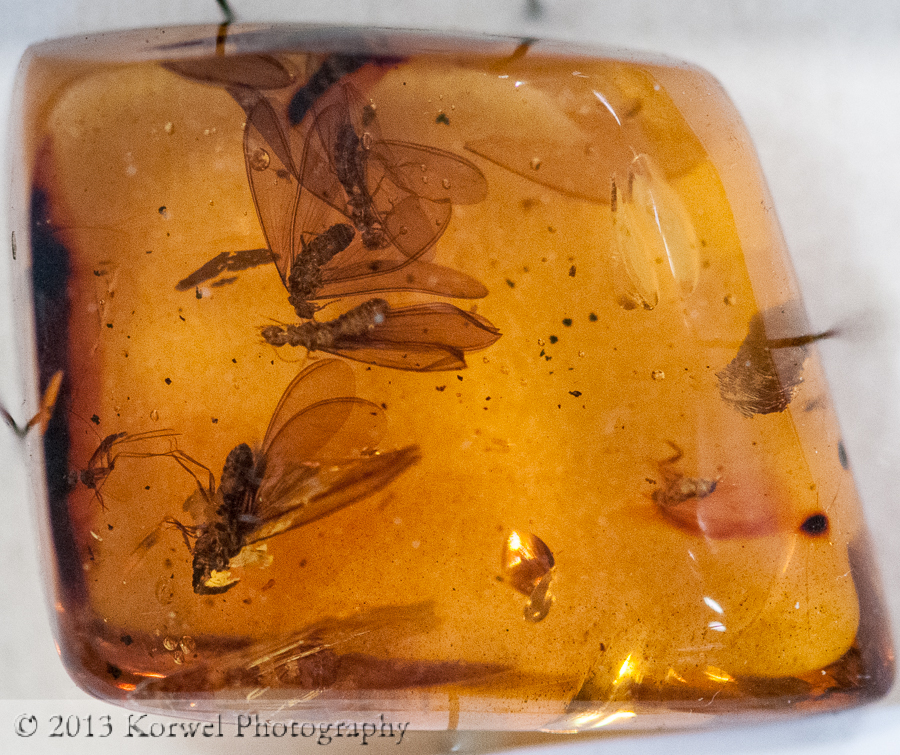 Mosquitos in piece of amber, Audubon Insectarium, New Orleans, Louisiana