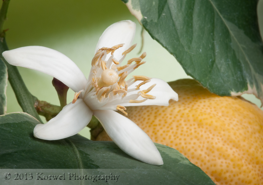 Blooming lemon tree