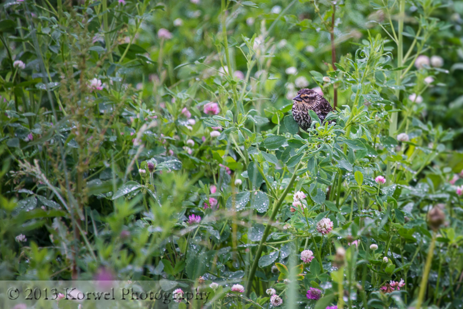 Sparrow among blooming clovers