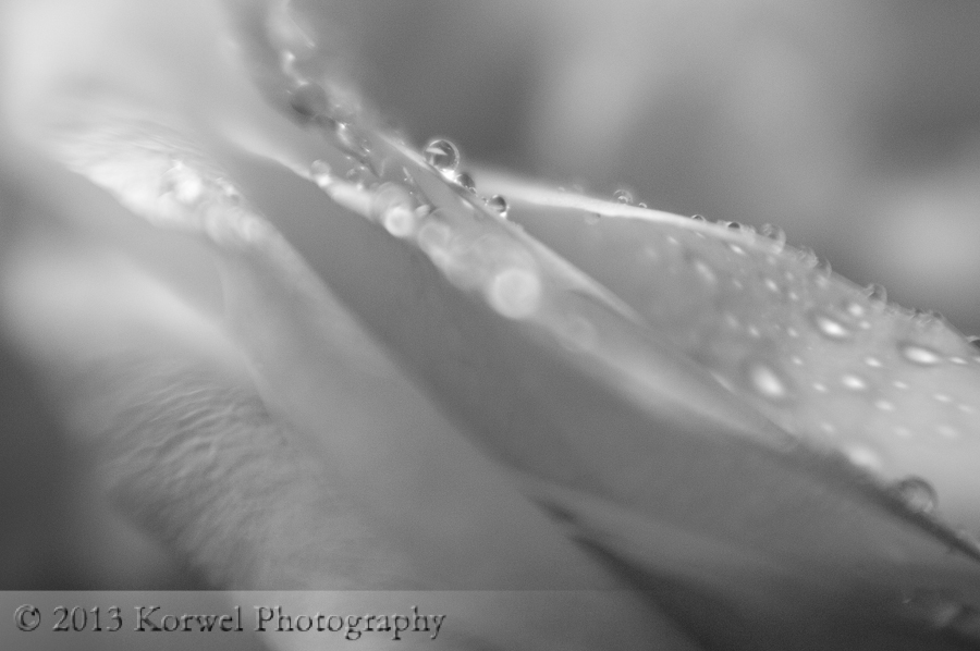 White rose with droplets of dew in black and white