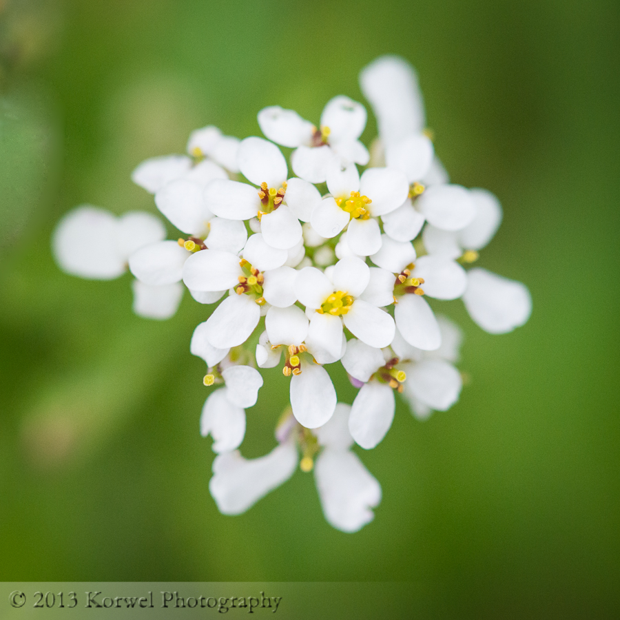 Delicate white candytuft