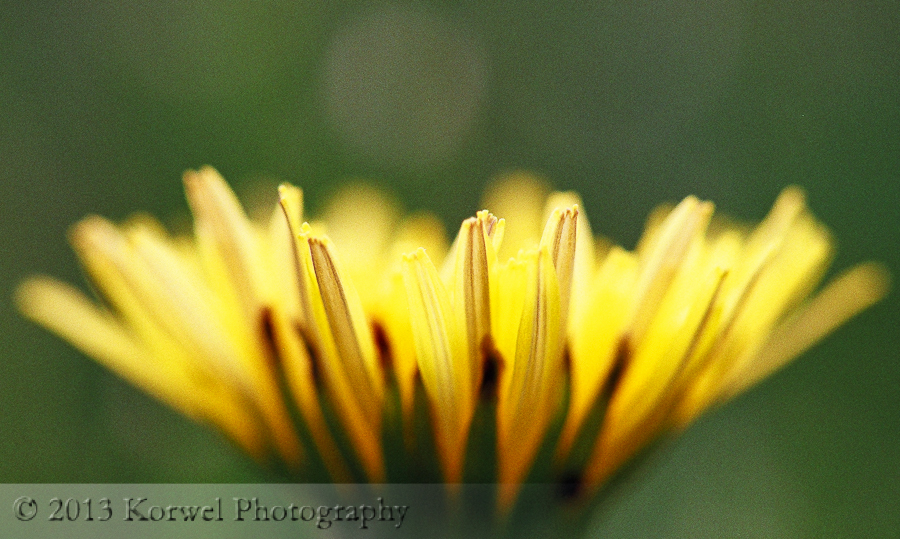 Sow thistle