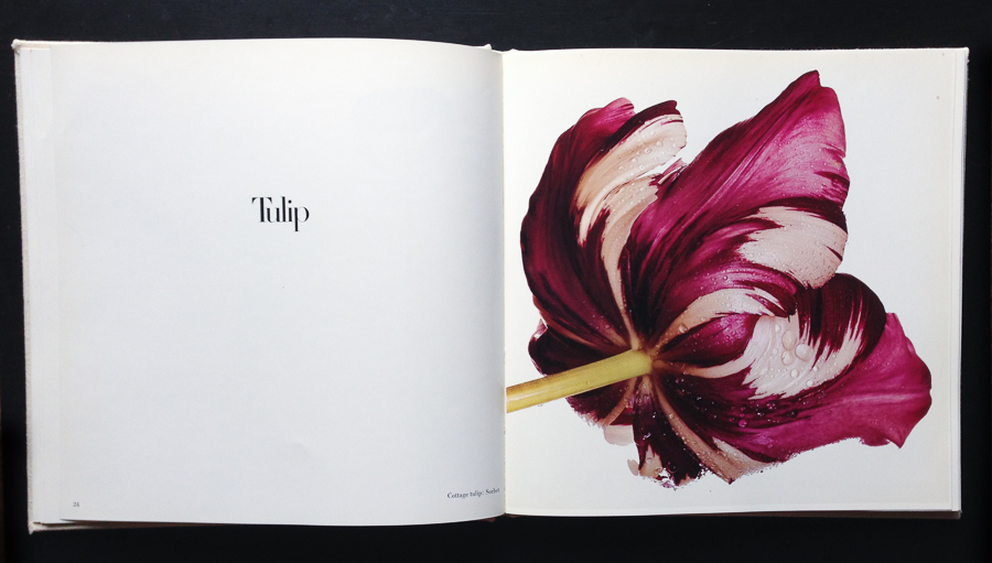 Tulip by Irving Penn