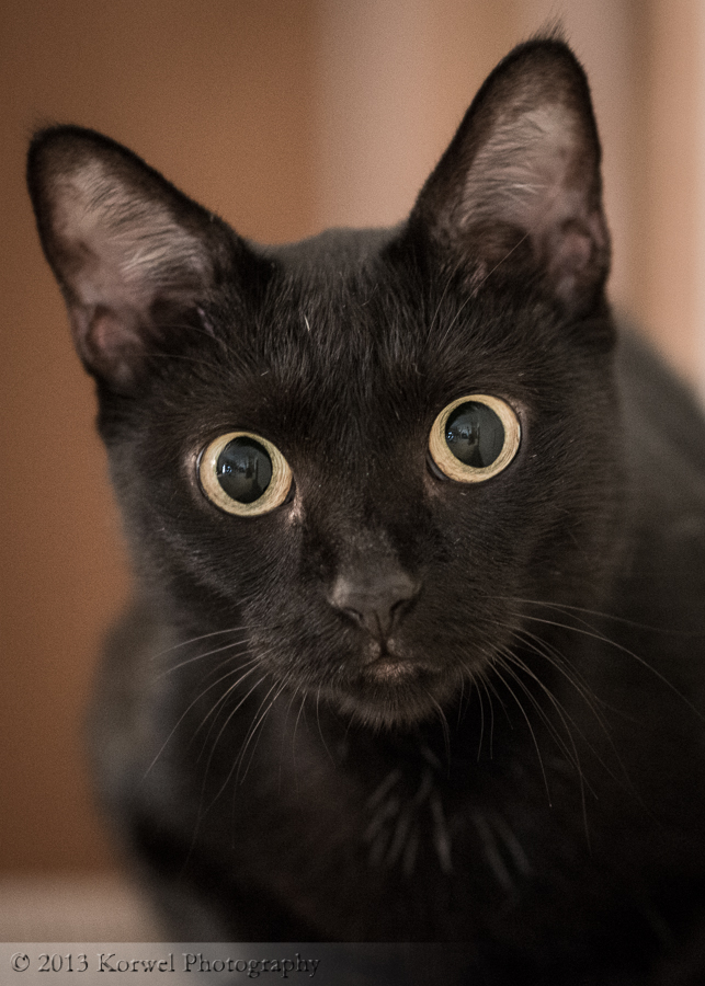 Cleo the cat with big eyes