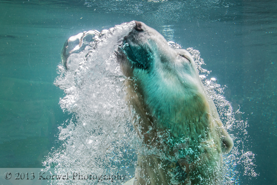 Polar bear pleasure