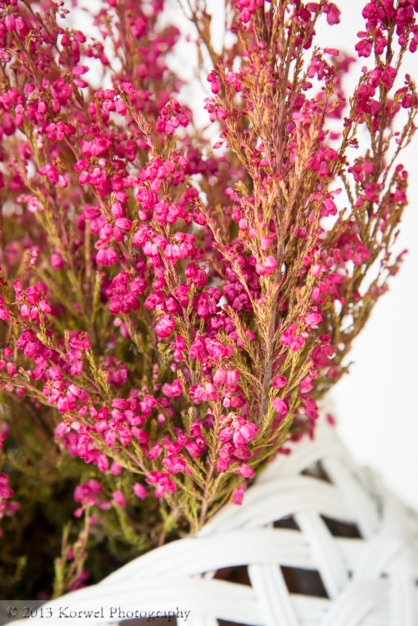 Pink heather for autumn decoration