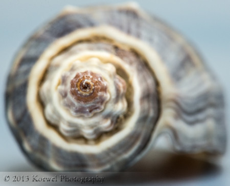 Nature's spiral of sea shell