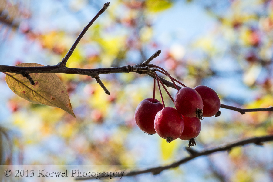 Red berries in colorful autumn