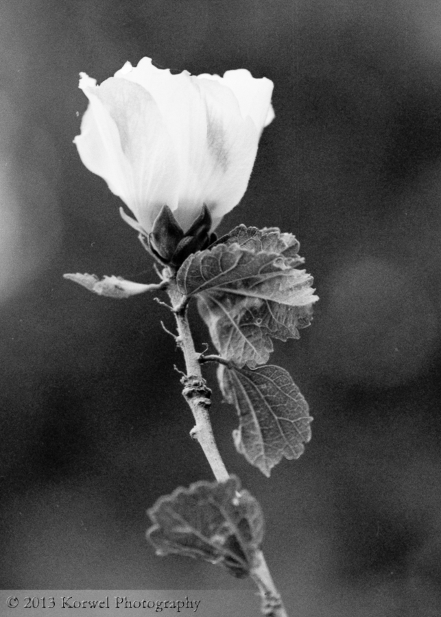 White rose in BW