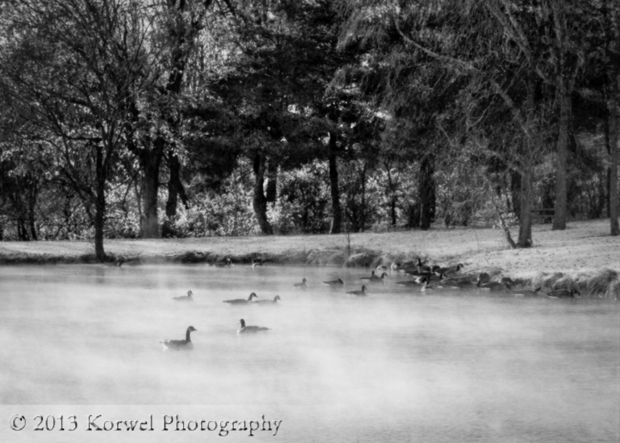 Geese in fog on cold winter morning