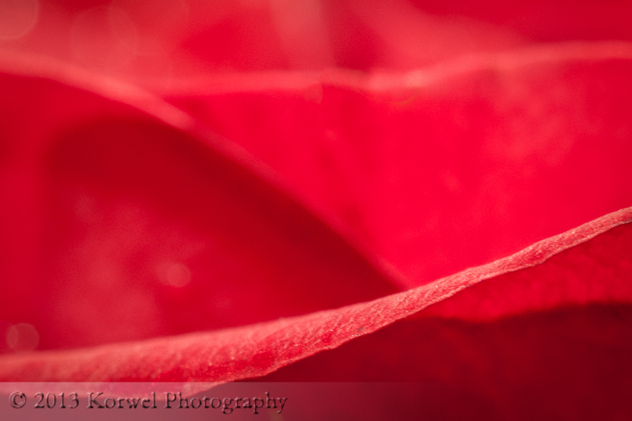 Red tulip petal abstract