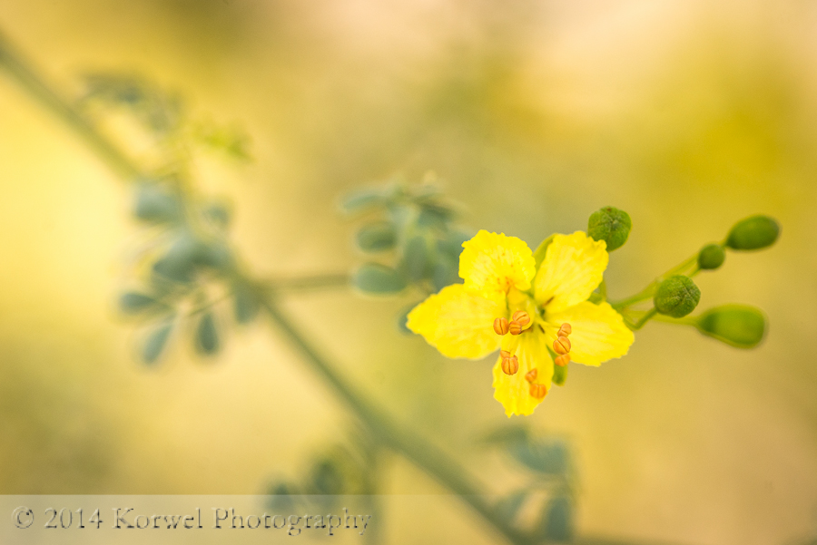 Blooming Palo Verde, Phoenix, Arizona