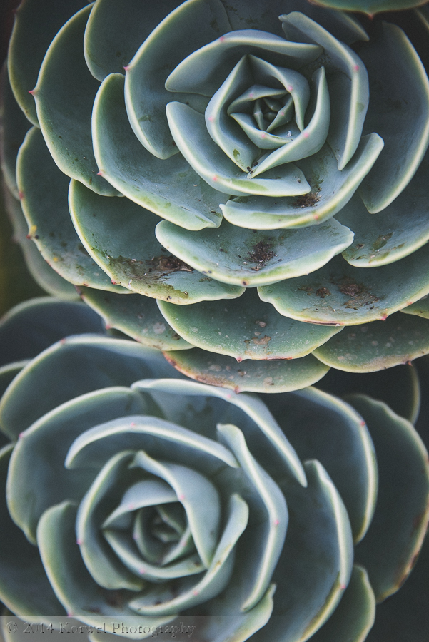 Echeveria- succulent plant. Delicious Classic Supera, Sharpen Visible & Thick, Post-Vignette 05 Pitchy.