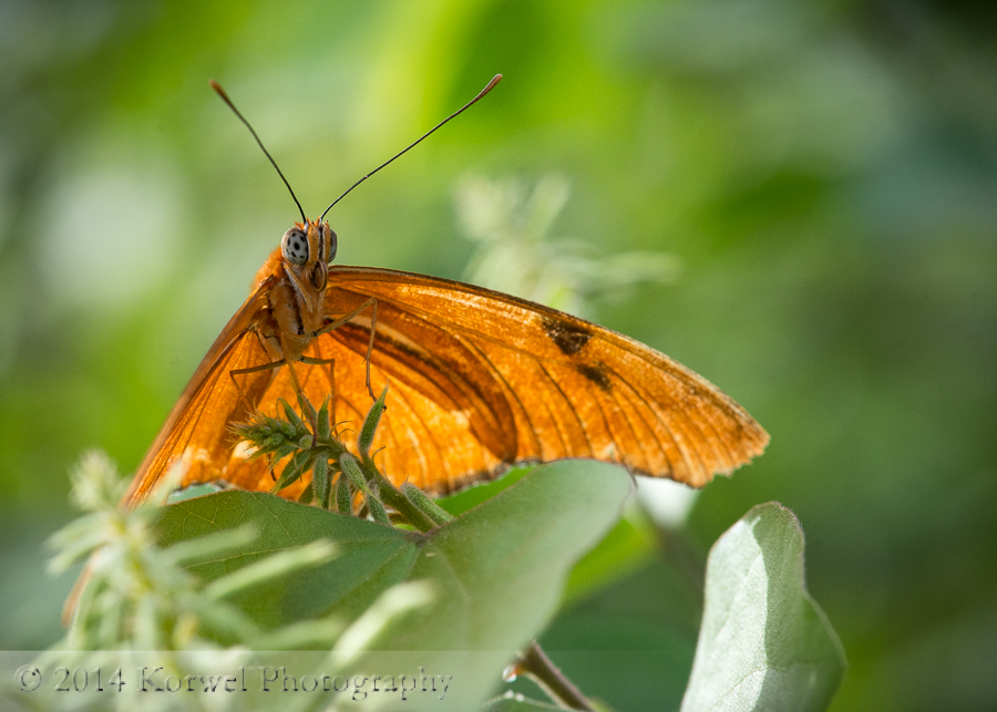 Julia butterfly (Dryas iulia) in greens