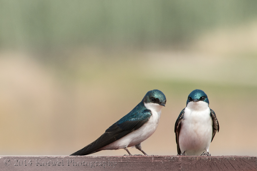 Pair of swallows
