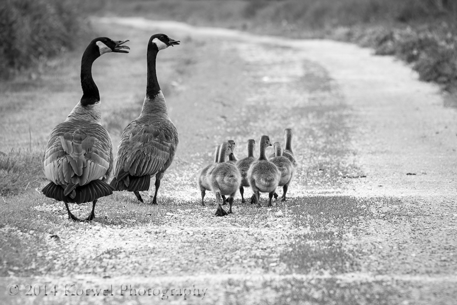 Geese family at Lily Pond, Middle Amana