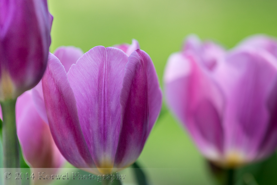 Lavender tulips