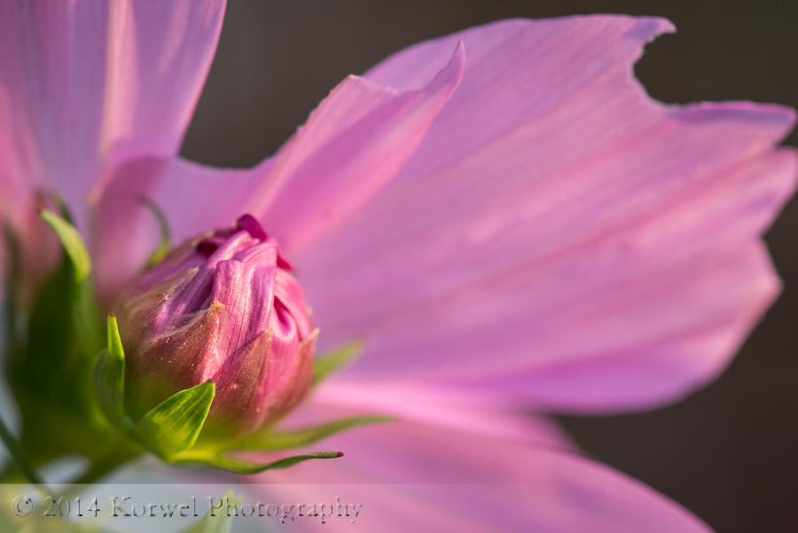Cosmos bud in pinks