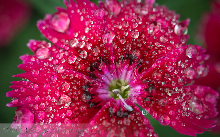 Dianthus chinensis (China pink) covered in dew