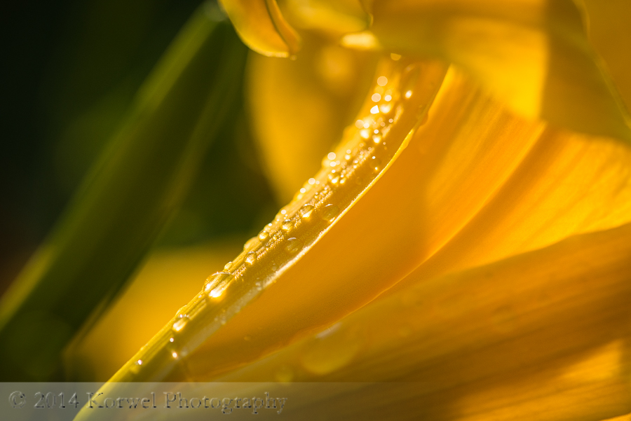 Morning dew on yellow lilly