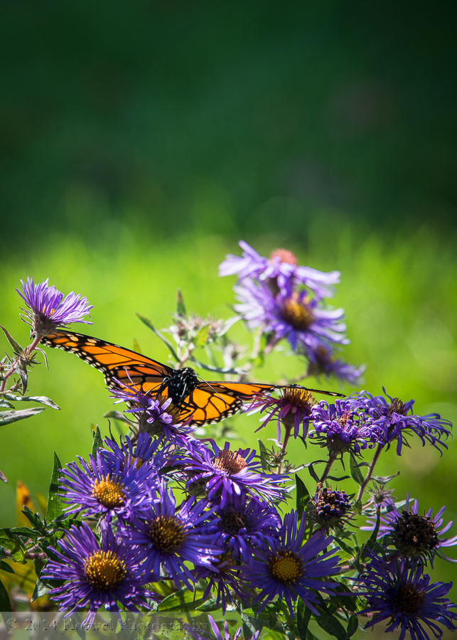 Orange monarch butterfly, Amana, IA