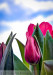 Tulips in blue sky