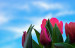Tulips in blue sky- before